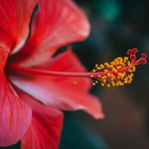 hibiscus